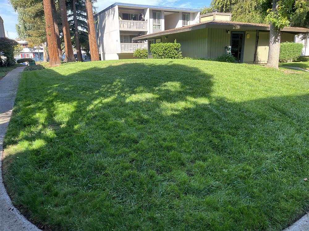 An appartments complex with a large lawn in San Jose.