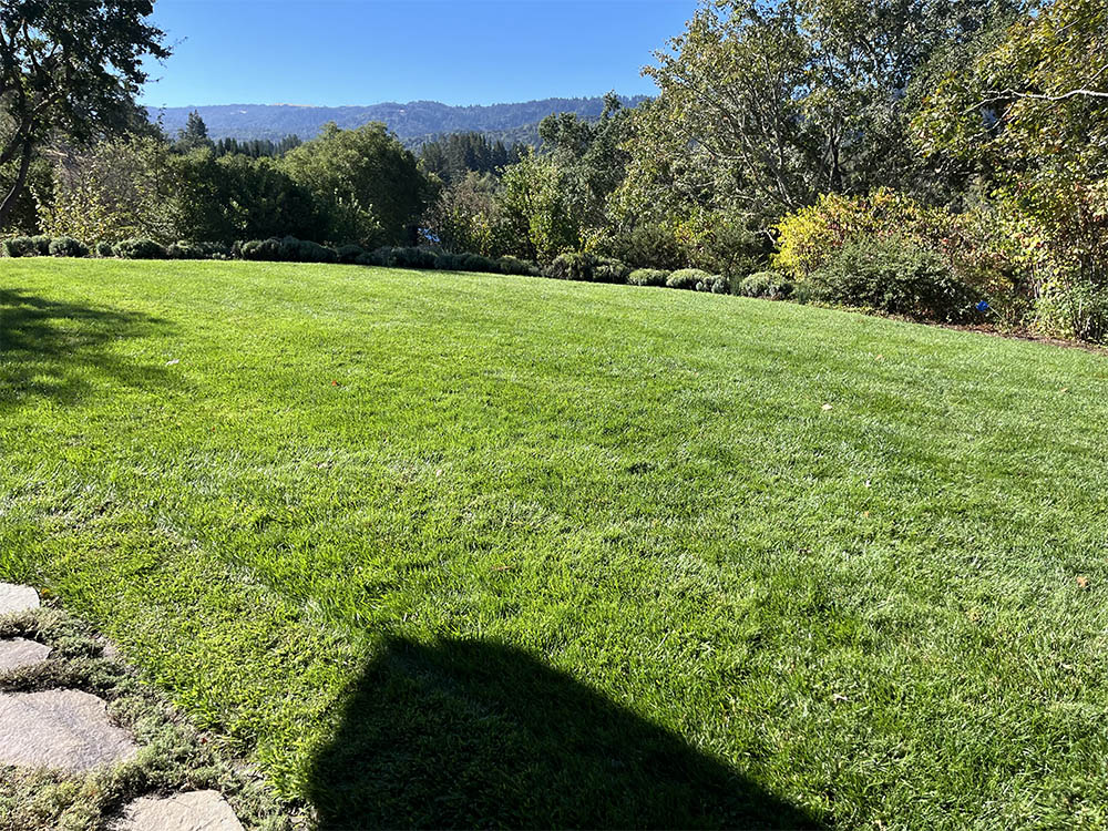 Green, beautiful well cared lawn  overlooking the hills in Portola Valley